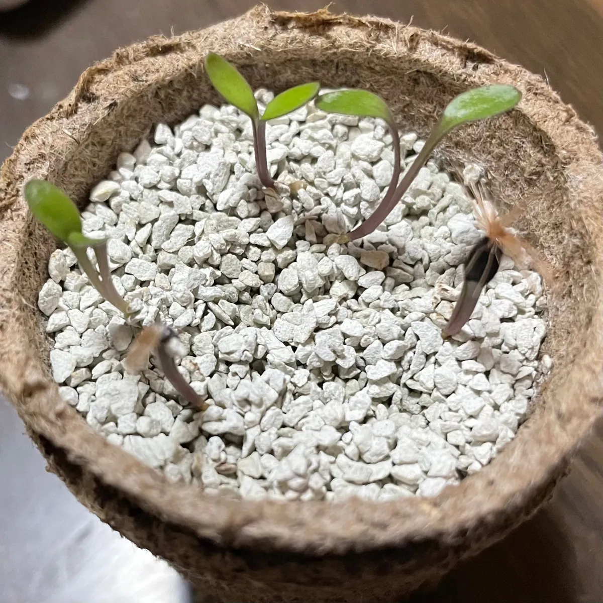 Othonna carnosa (オトンナ カルノーサ)