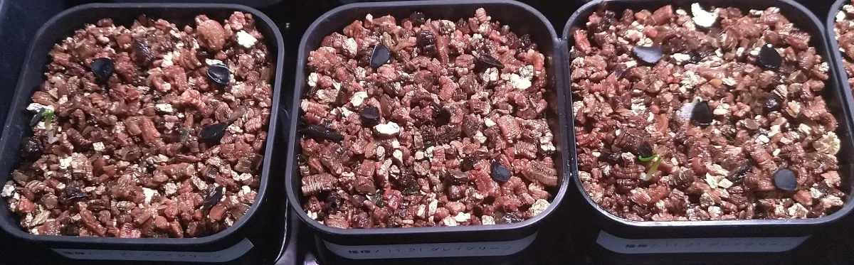 Yucca rostrata 'Gray Green' (ユッカ ロストラータ 'グレイグリーン)