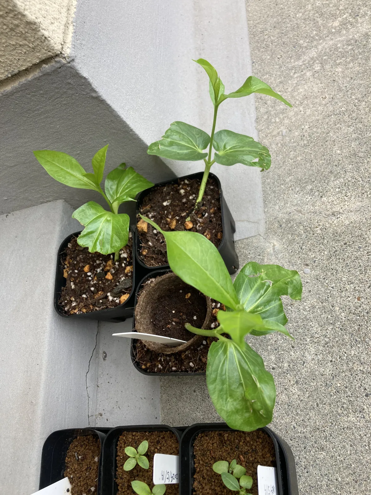 Adansonia digitata (アダンソニア（バオバブ） ディギタータ)