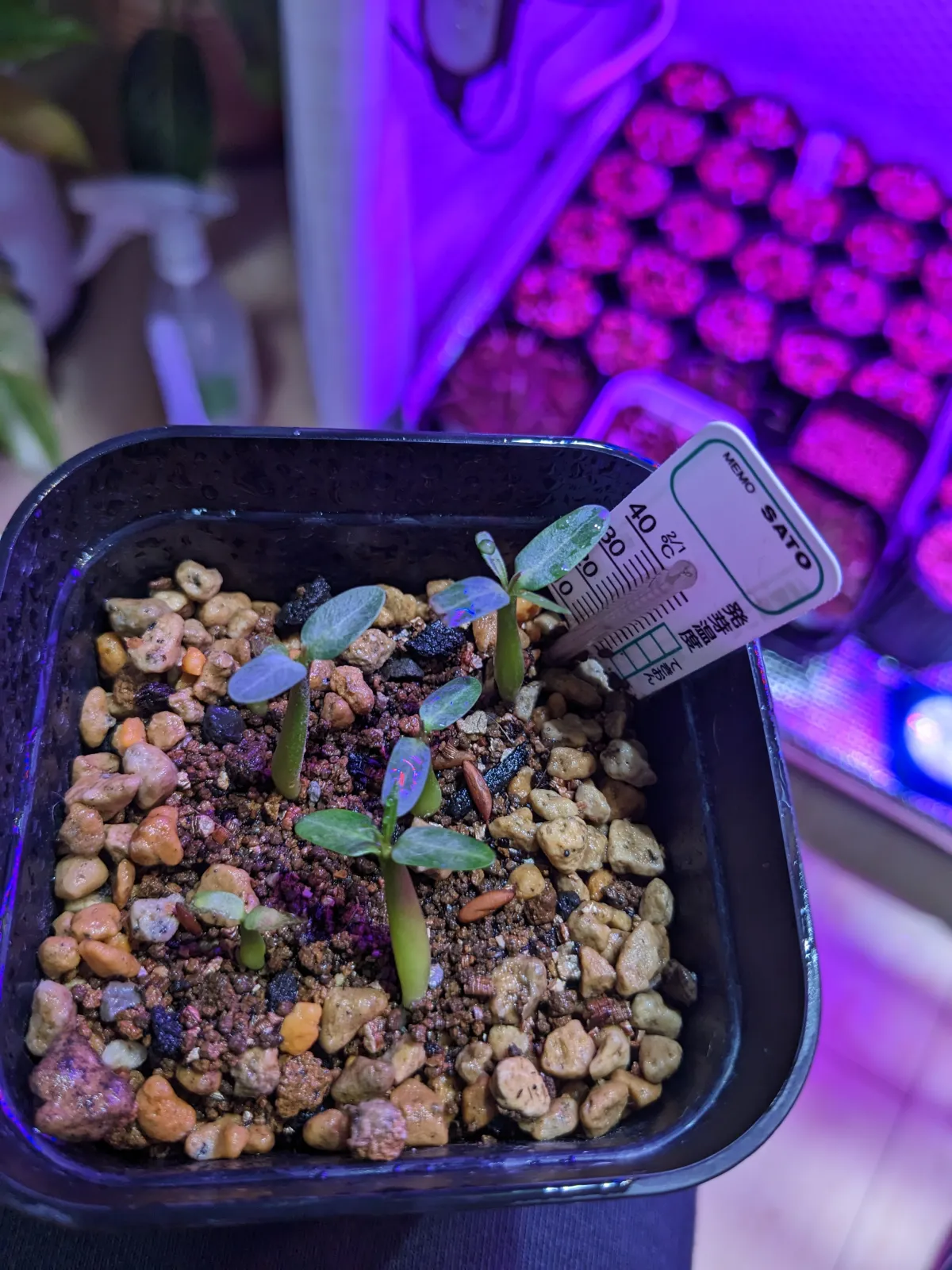 Pachypodium rosulatum var. gracilius (パキポディウム グラキリス)