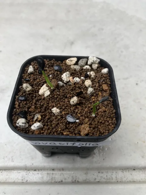 Agave ovatifolia (アガベ オバティフォリア)