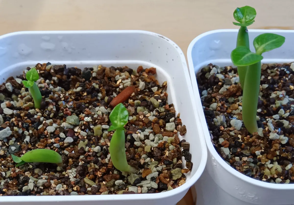 Adenium obesum Super red (アデニウム Adenium DDC X Super red)