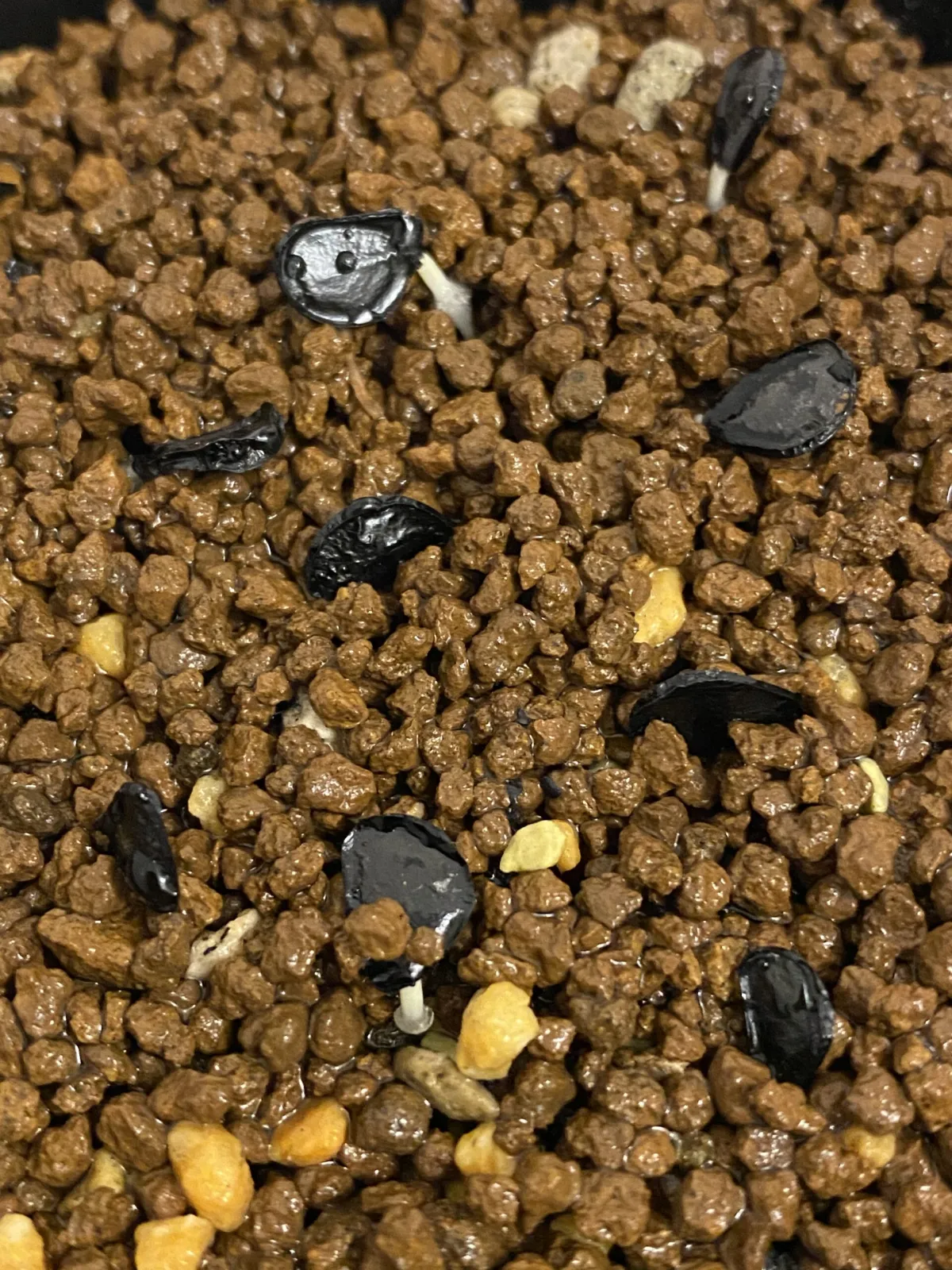 Agave mapisaga (アガベ マピサガ)