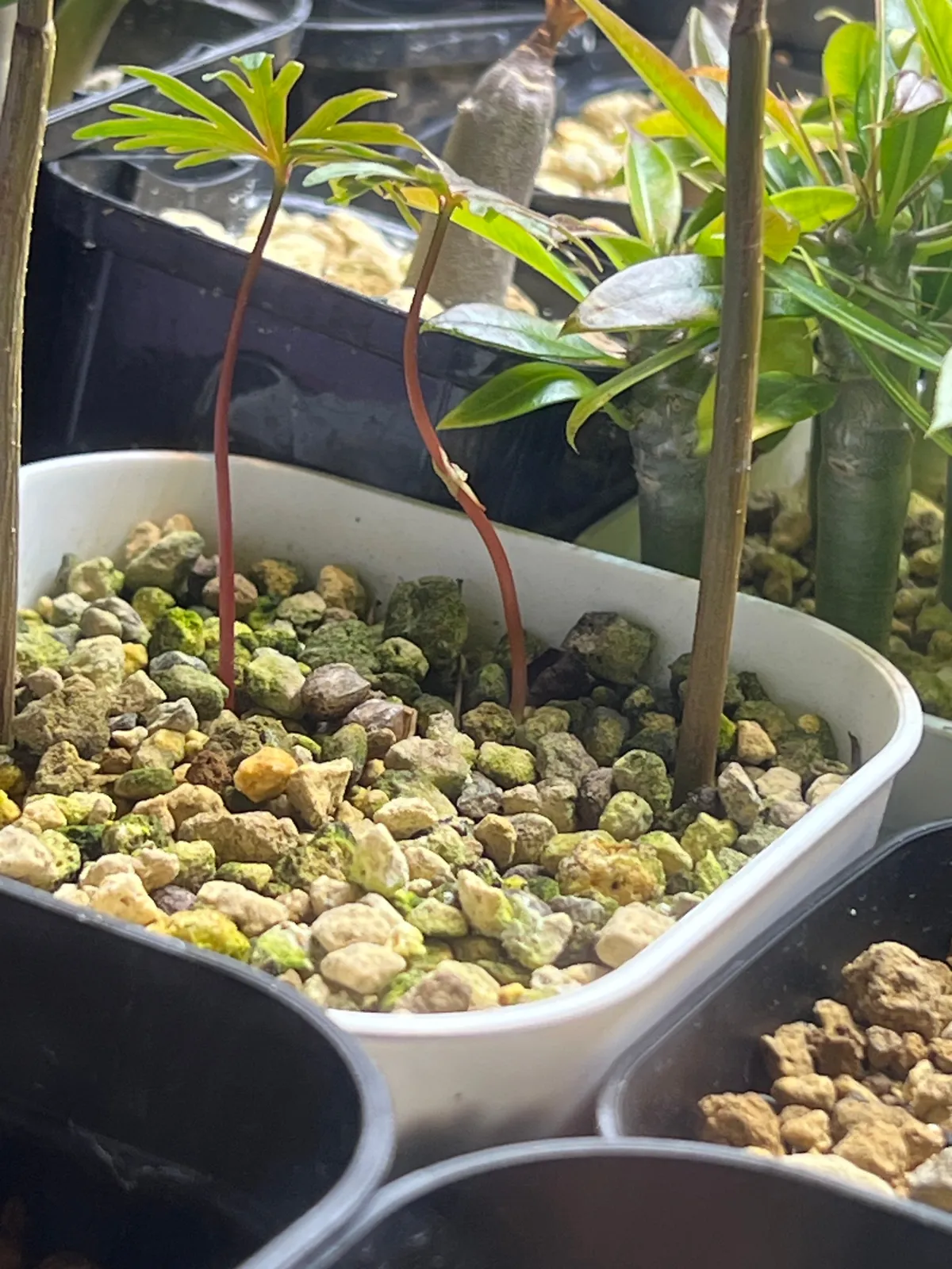 Bursera fagaroides (ブルセラ ファガロイデス)