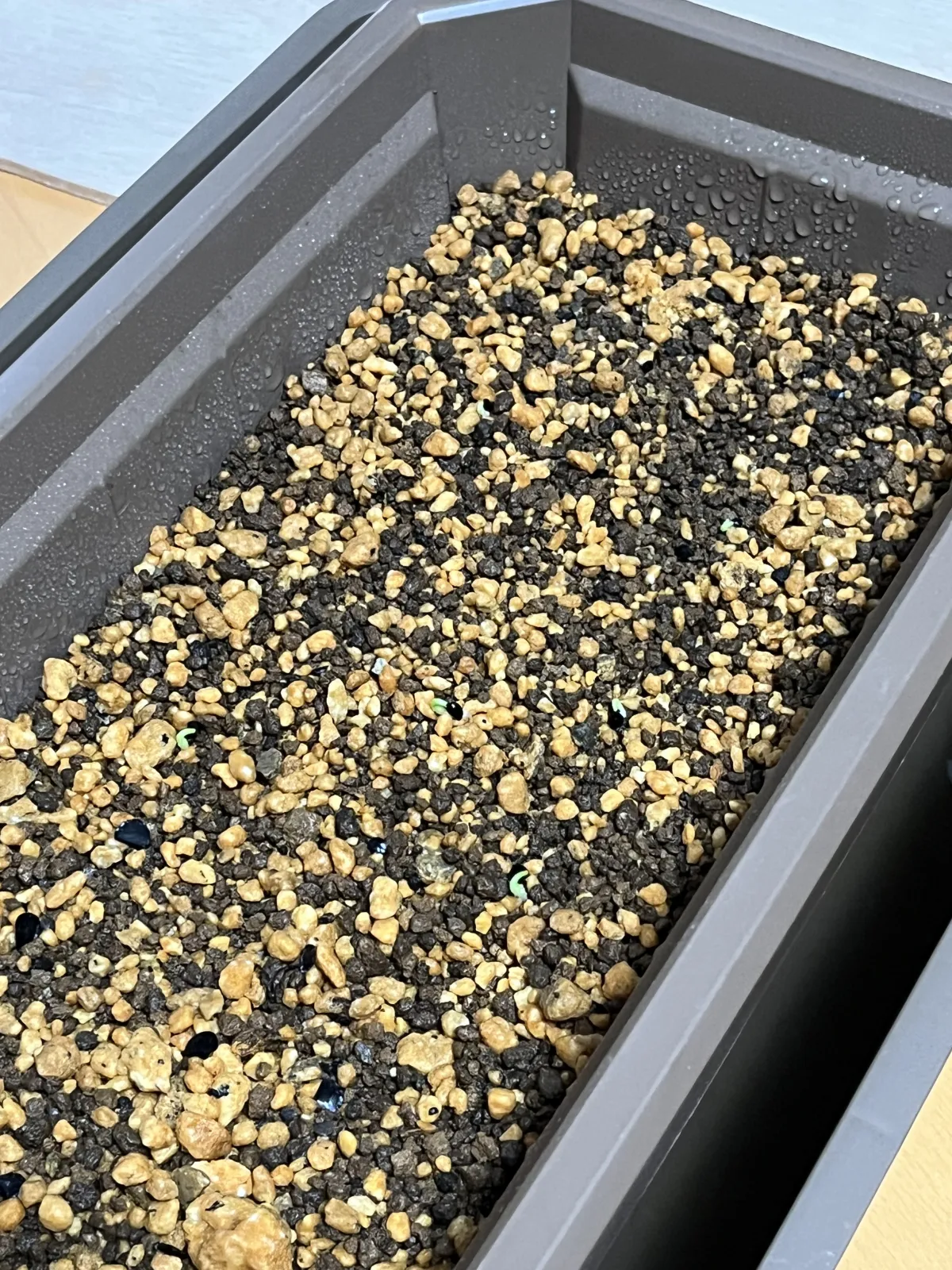 Agave titanota 'Blue' (アガベ チタノタブルー)