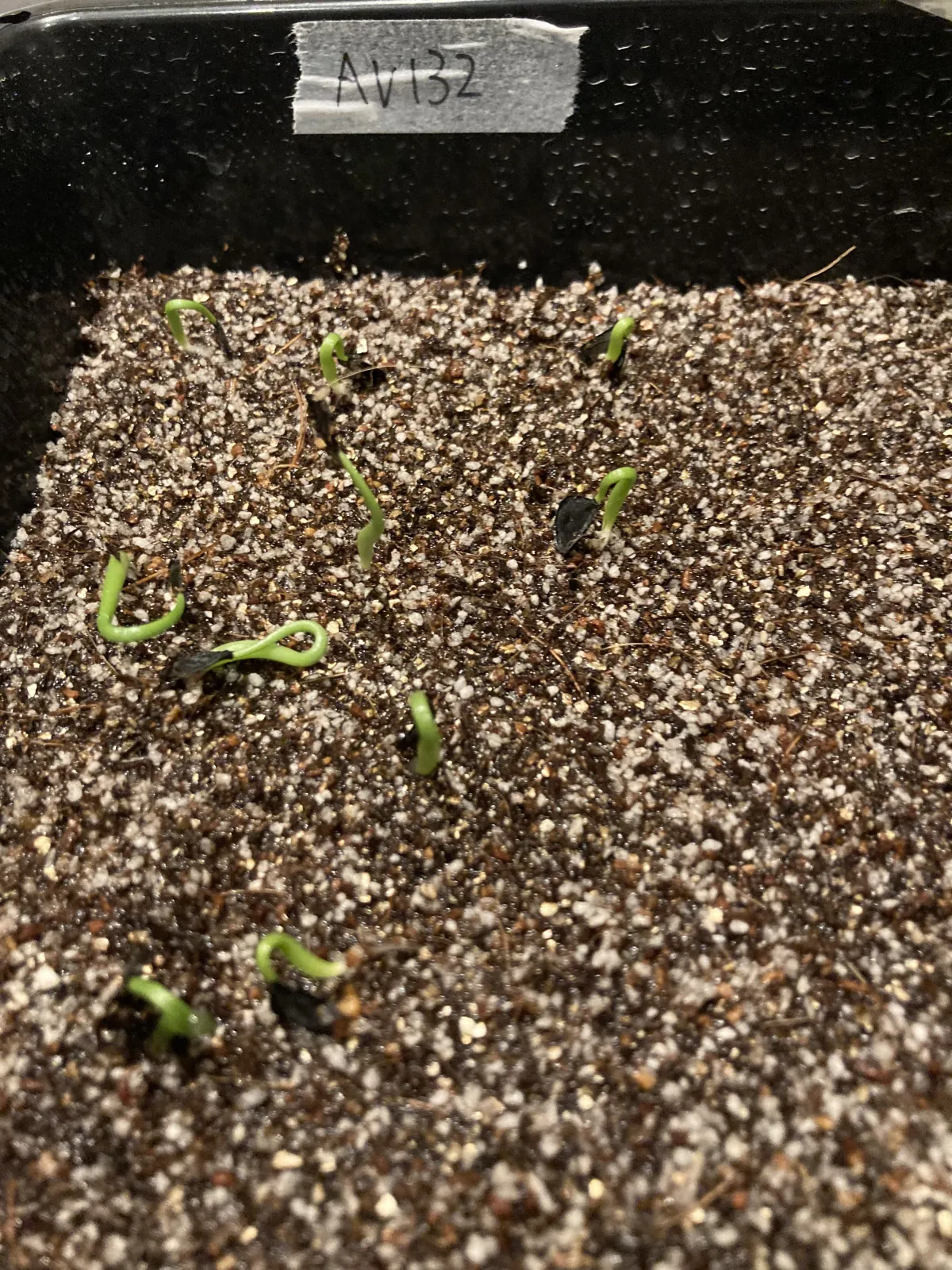 Agave americana ssp. protoamericana (アガベ プロトアメリカーナ)