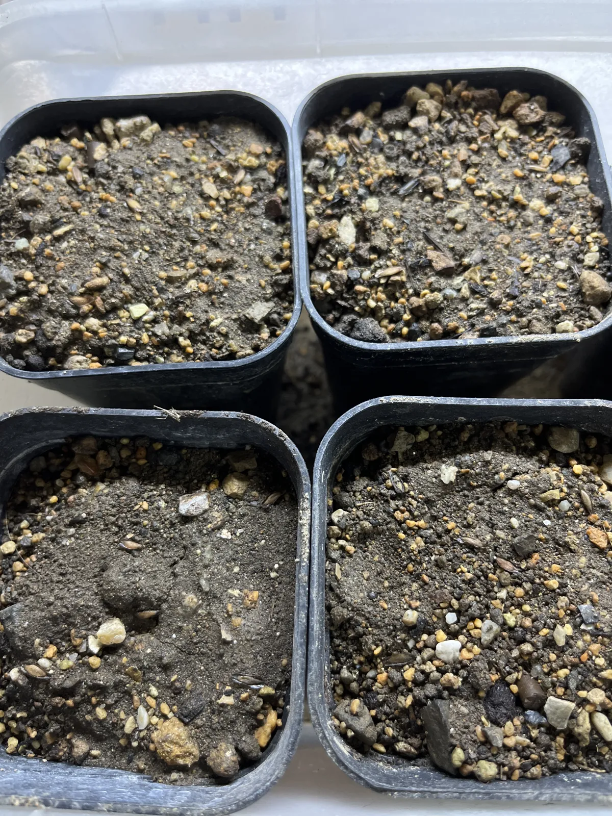 Fouquieria purpusii (フォークイエリア プルプシー)