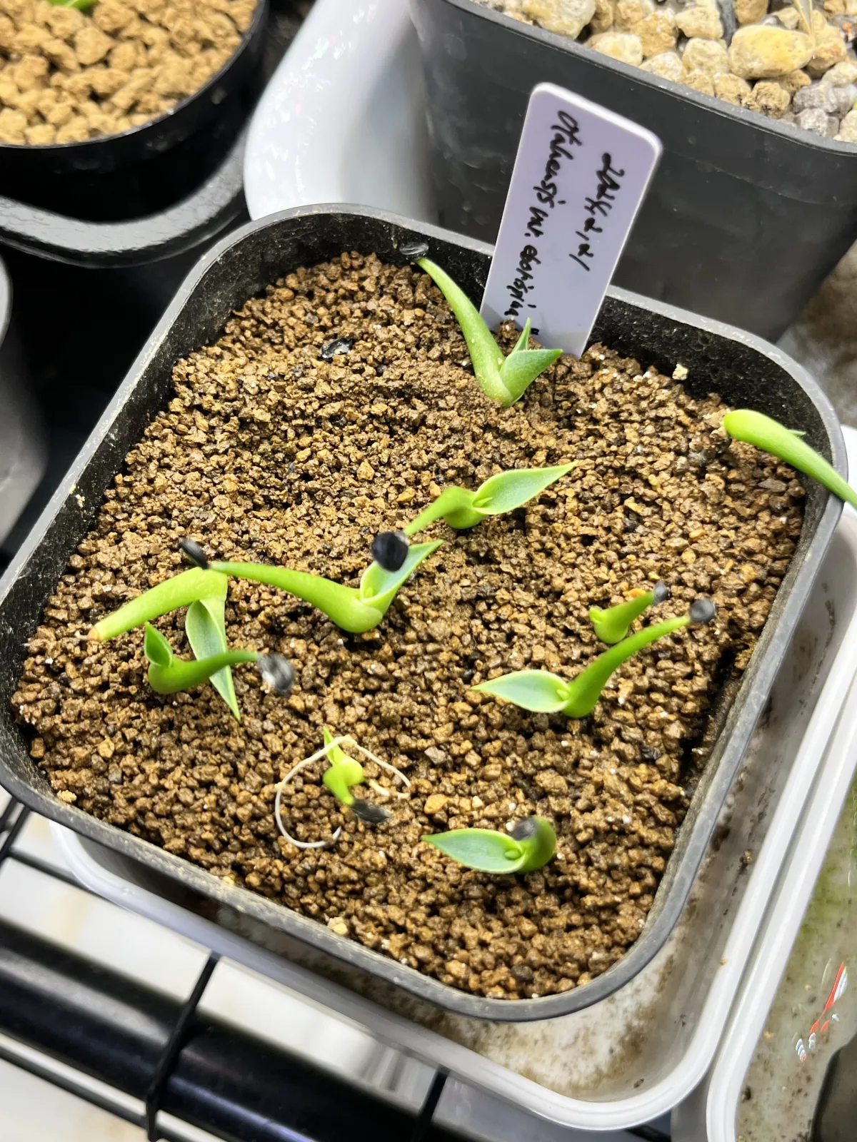 Agave utahensis var. eborispina 'Vegas' (アガベ エボリスピナ ヴェガス)