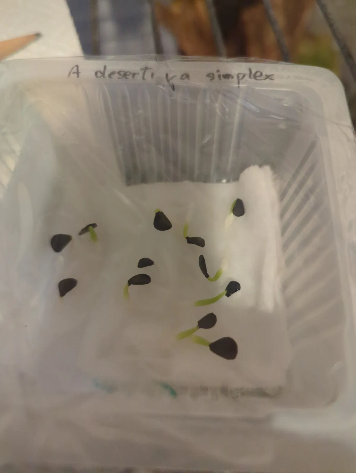 Agave deserti var. simplex (アガベ シンプレックス)