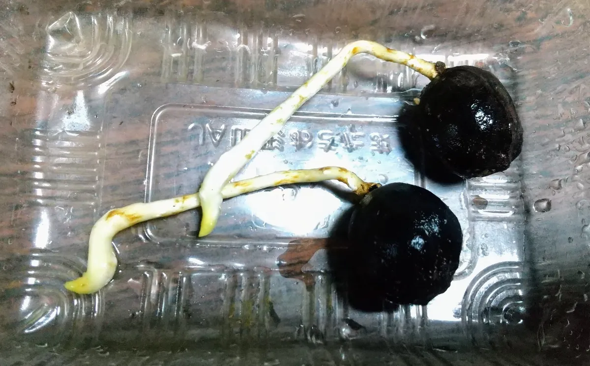 Bismarckia nobilis 'Silver' (ビスマルキア ノビリス シルバー)