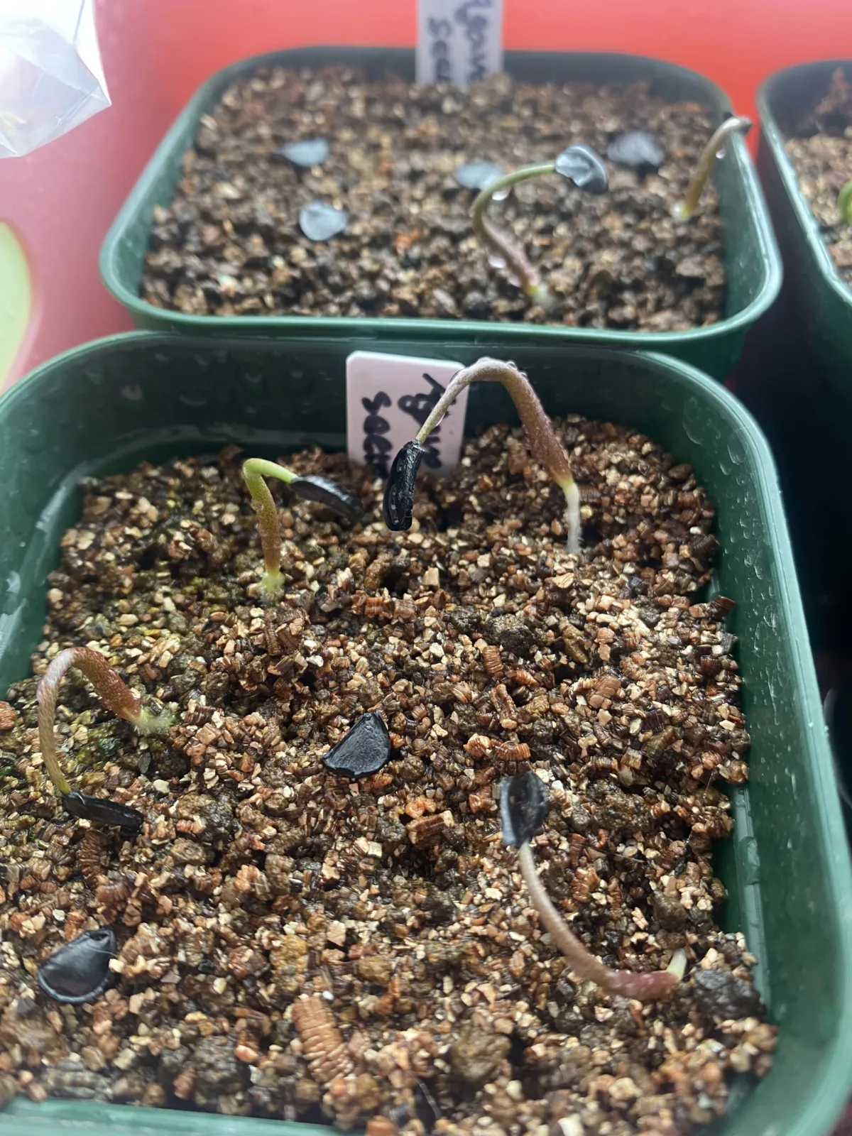 Agave seemanniana (アガベ シーマニアナ)