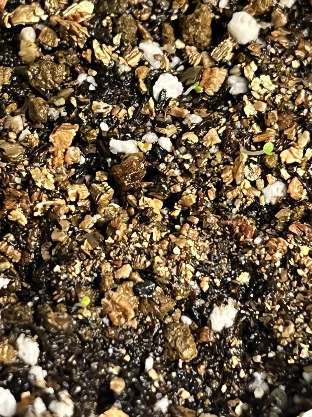 Echeveria colorata f. colorata (エケベリア コロラタ タパルパ)