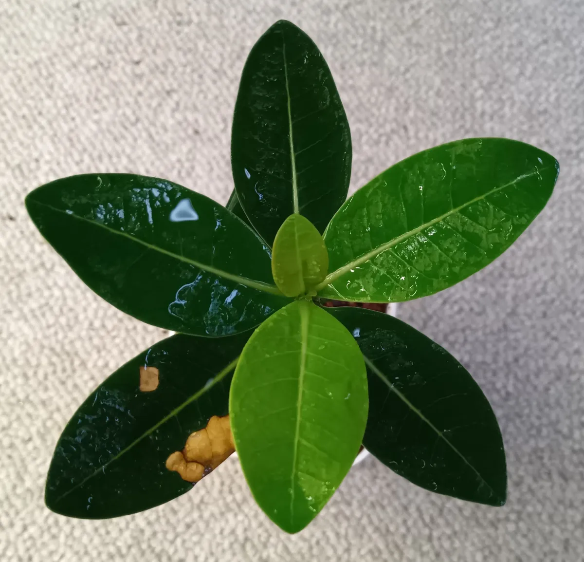 Adenium arabicum King Kong (アデニウム アラビカム キングコング)