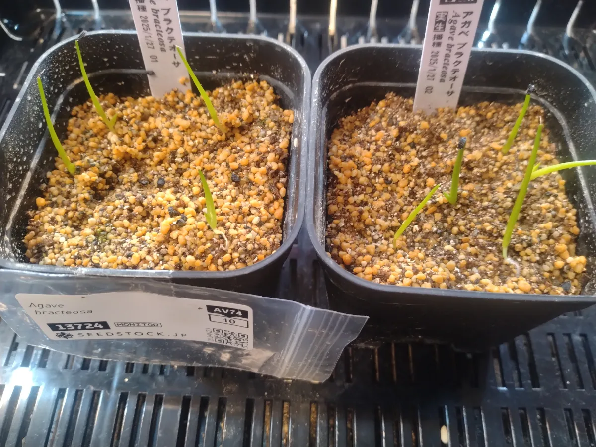 Agave bracteosa (アガベ ブラクテオーサ)