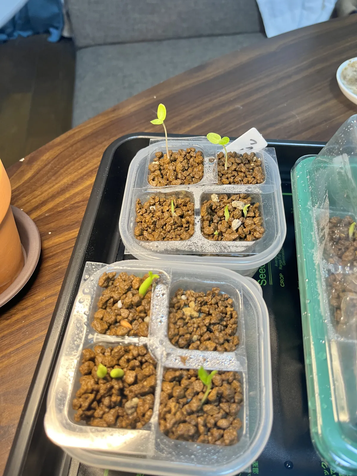 Fouquieria formosa (フォークイエリア フォルモサ)