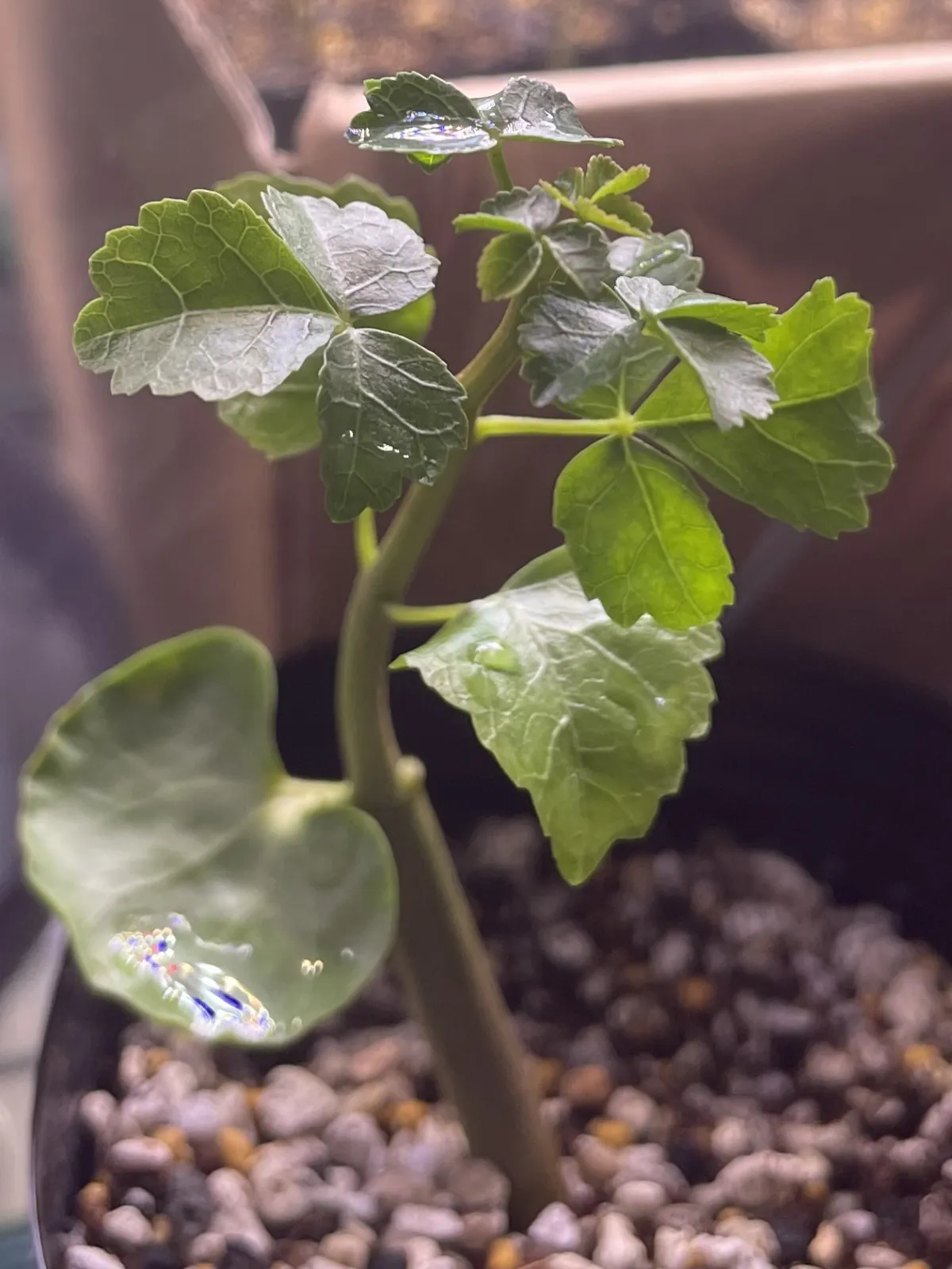 Commiphora capensis (コミフォラ カペンシス)