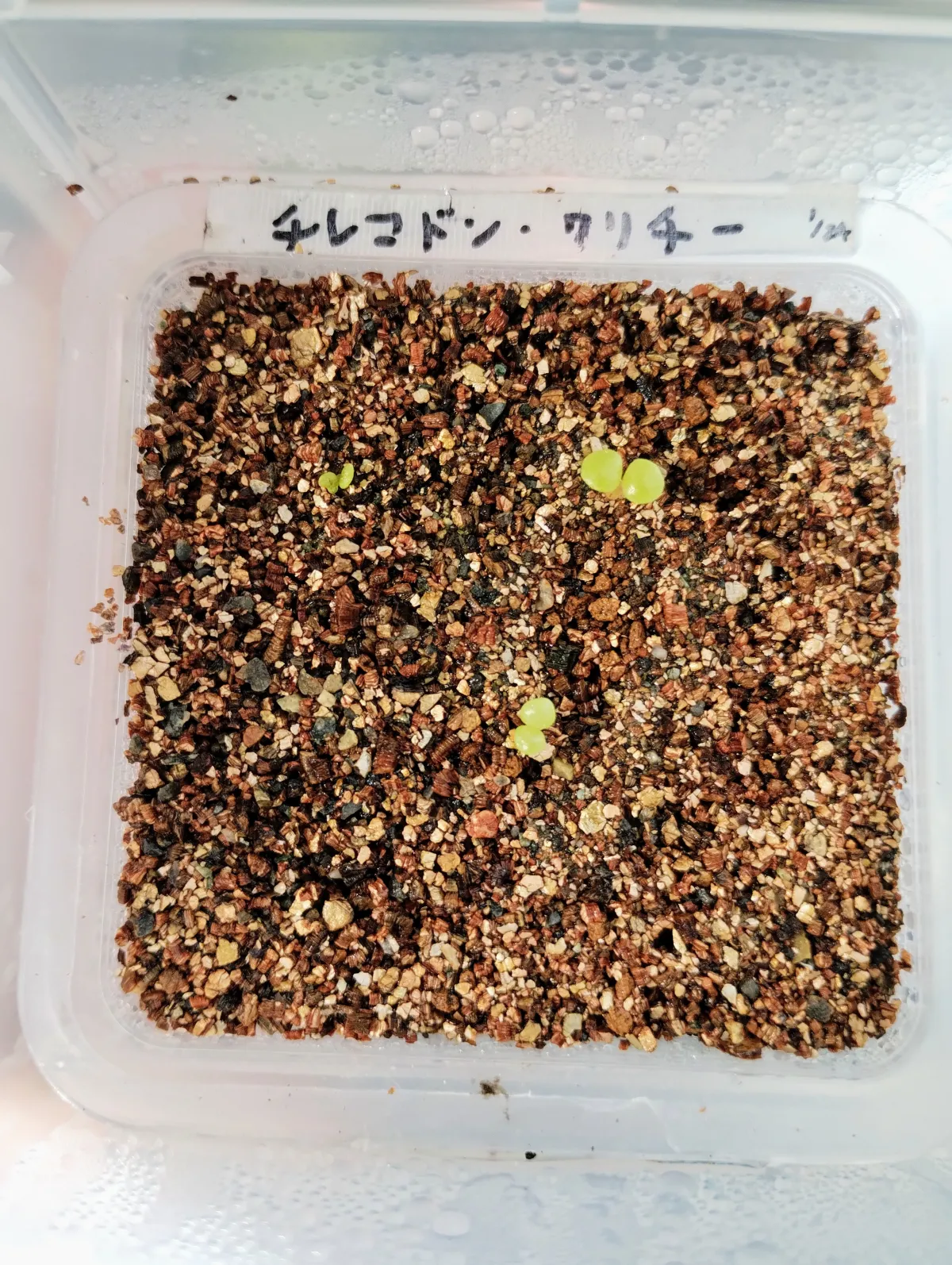 Tylecodon wallichii (ティレコドン ワリチー)