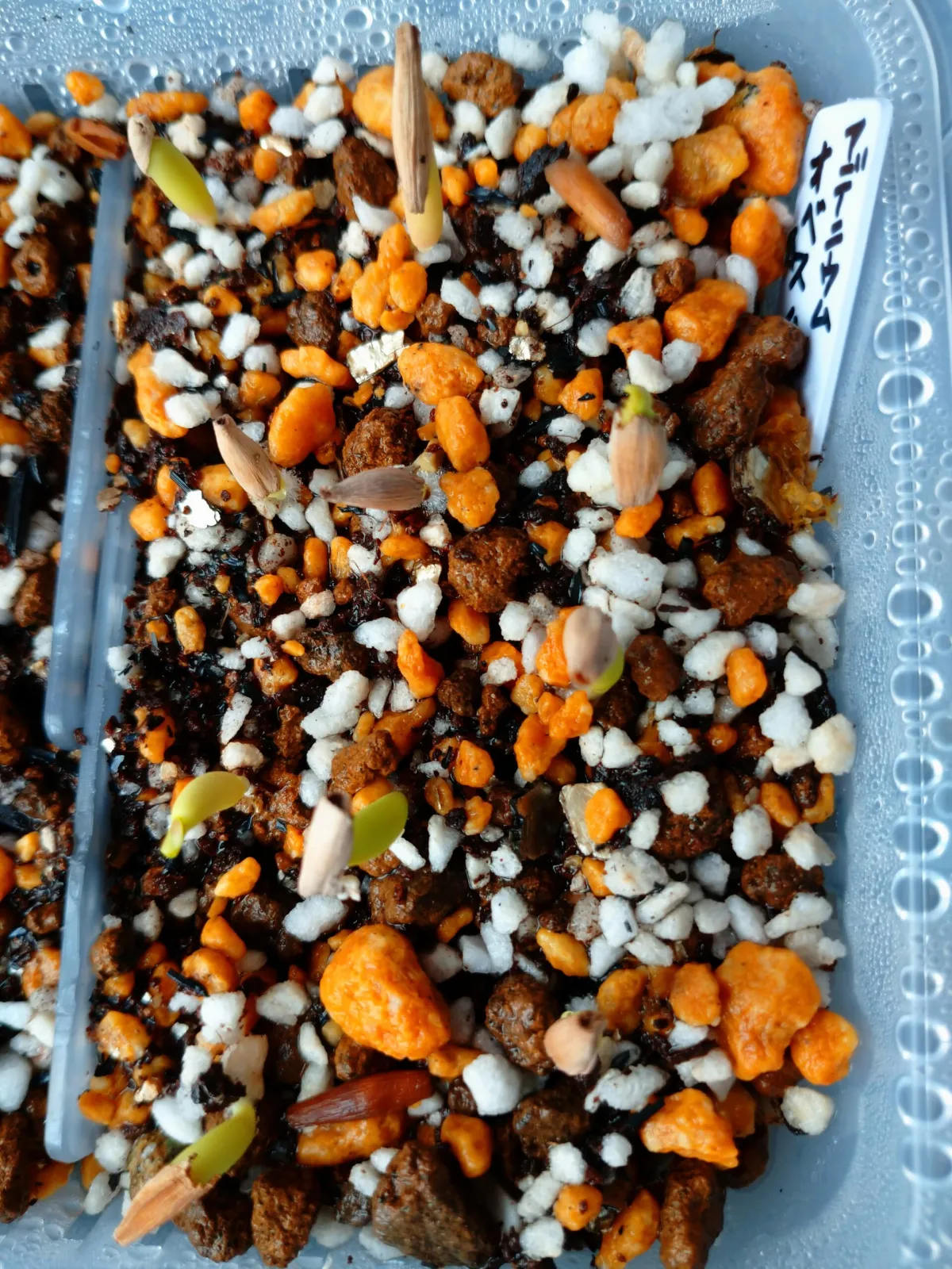 Adenium obesum (アデニウム オベスム)