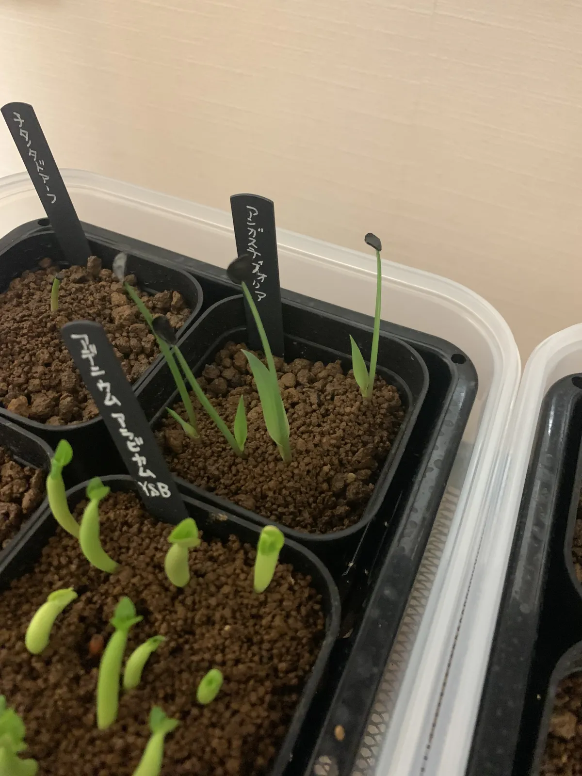 Agave angustifolia (アガベ アンガスティフォリア)