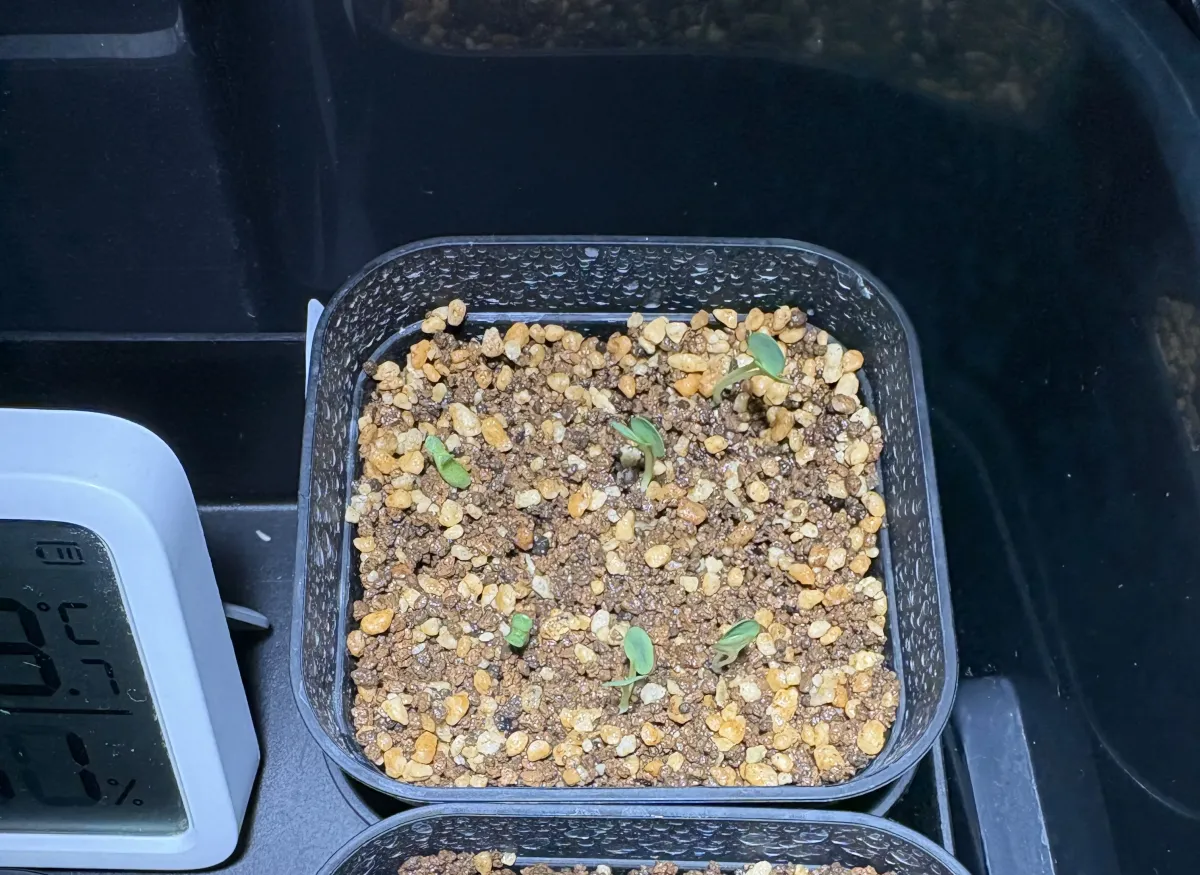 Euphorbia primulifolia var. primulifolia (ユーフォルビア プリムリフォリア)