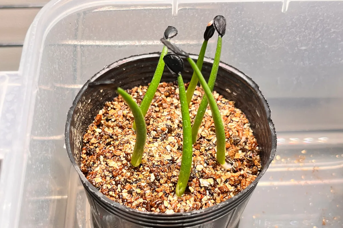 Agave parryi x flexispina (アガベ パリー x フレキシスピナ)