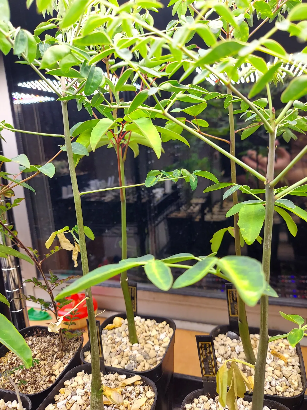 Moringa hildebrandtii (モリンガ ヒルデブランドティ)