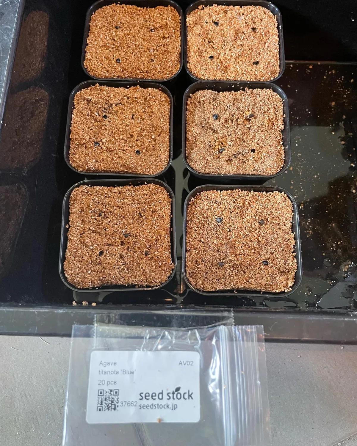 Agave titanota 'Blue' (アガベ チタノタブルー)