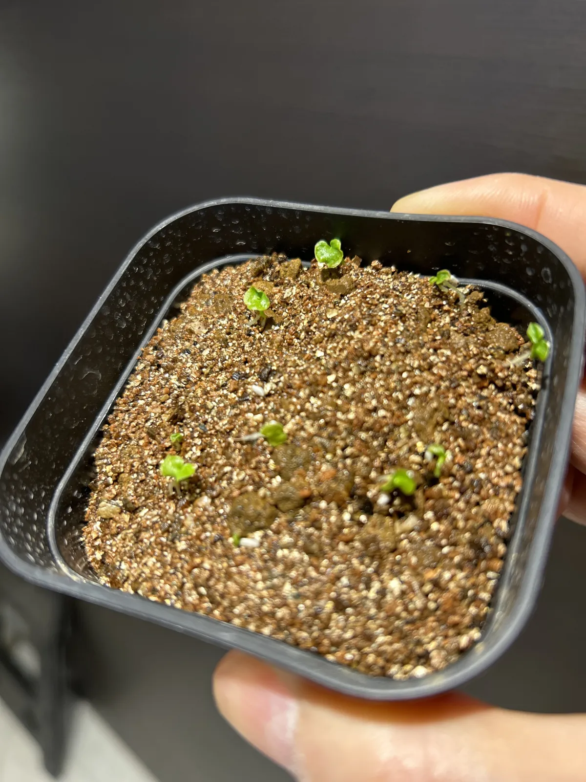 Philodendron bipinnatifidum (フィロデンドロン ビピンナティフィダム)