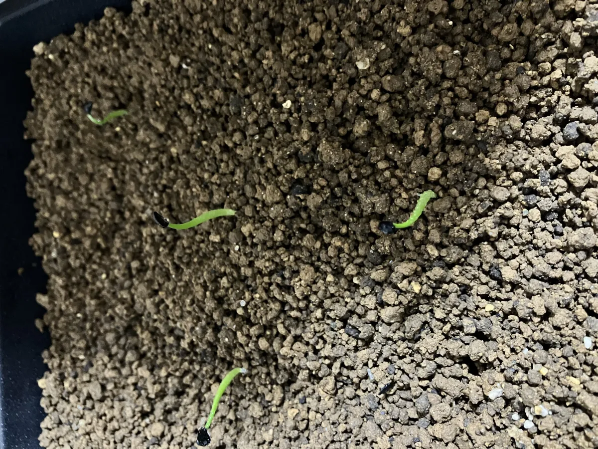 Agave parrasana (アガベ パラサナ)