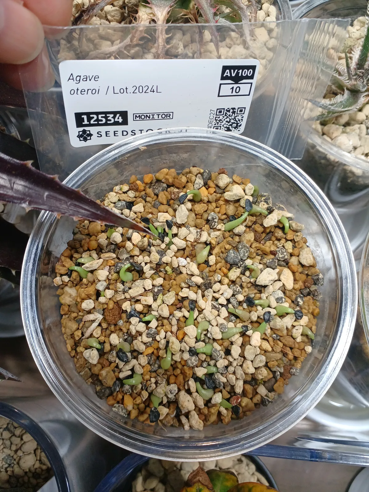 Agave oteroi (アガベ オテロイ)