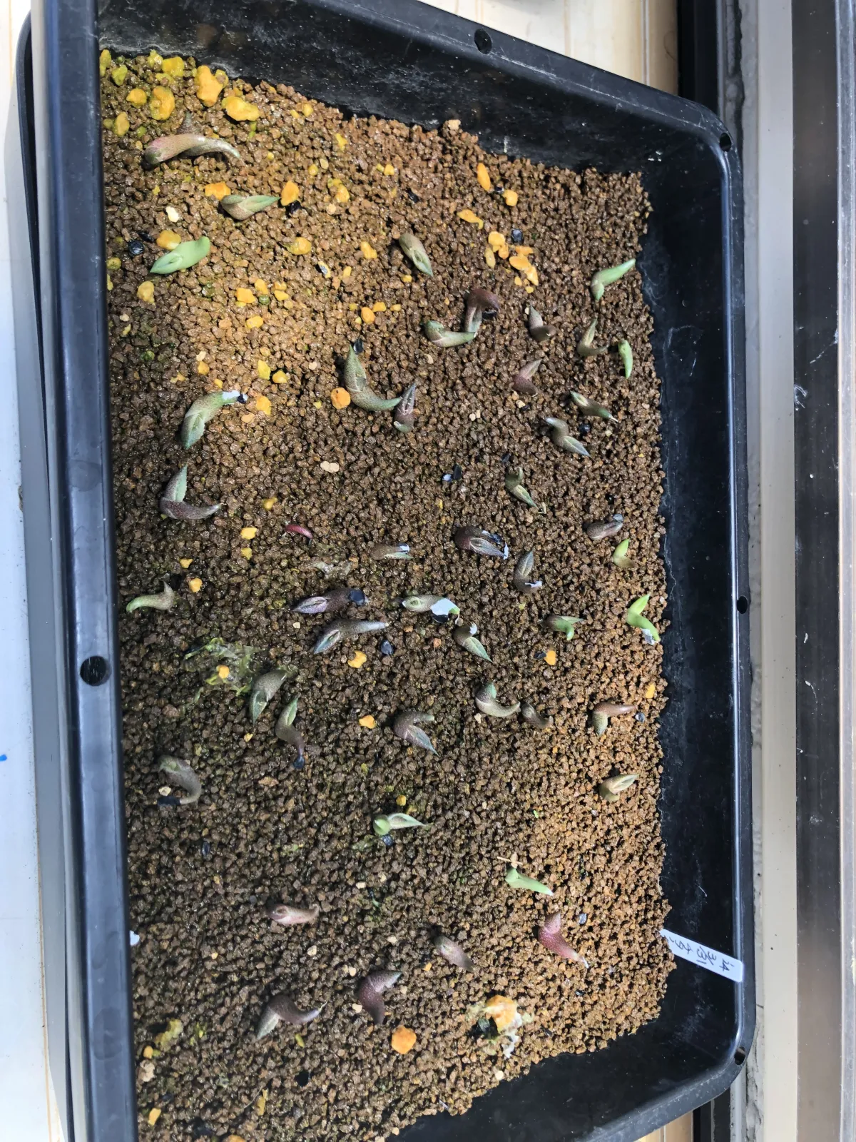 Agave titanota 'Blue' (アガベ チタノタブルー)