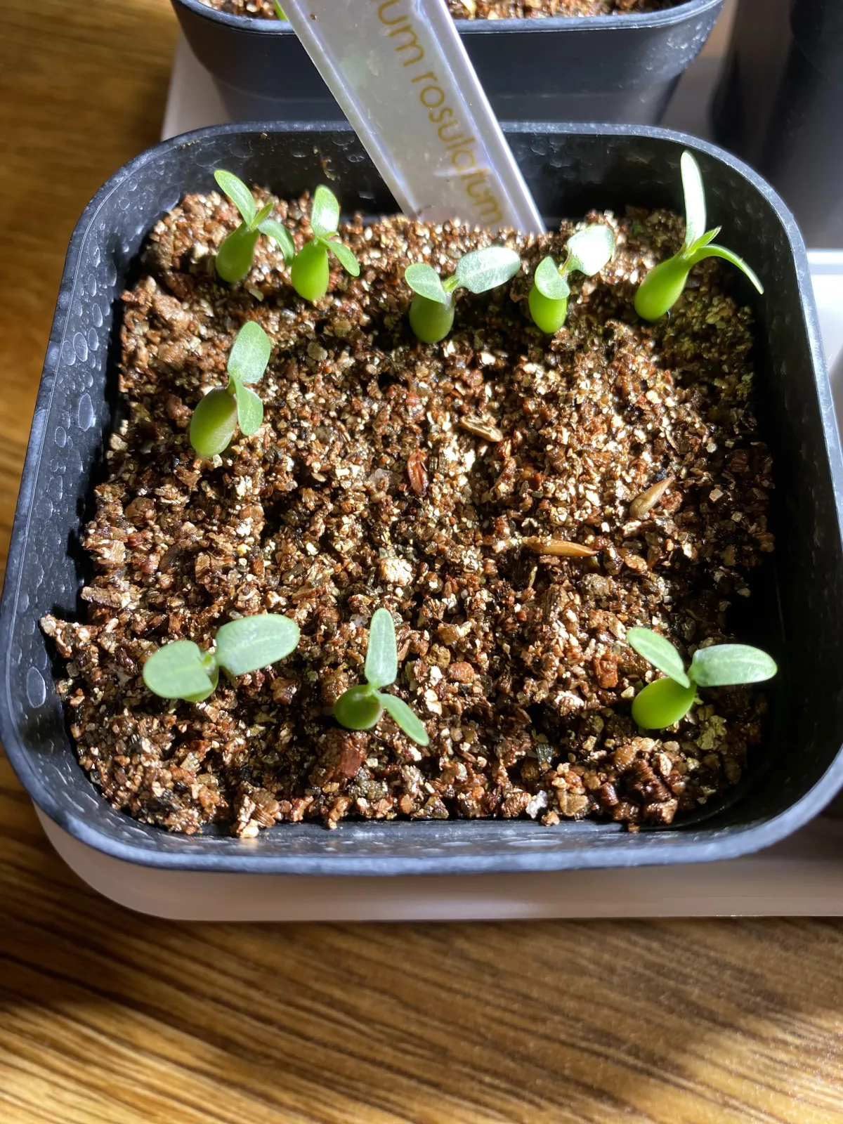 Pachypodium rosulatum (パキポディウム ロスラーツム)