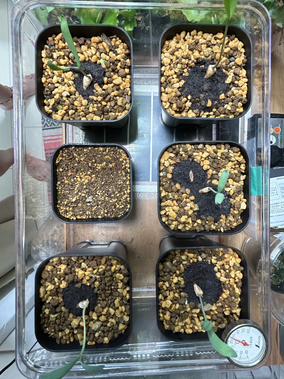 [無料種子] 発芽難 パキポディウム グラキリス　 Pachypodium rosulatum var. gracilius