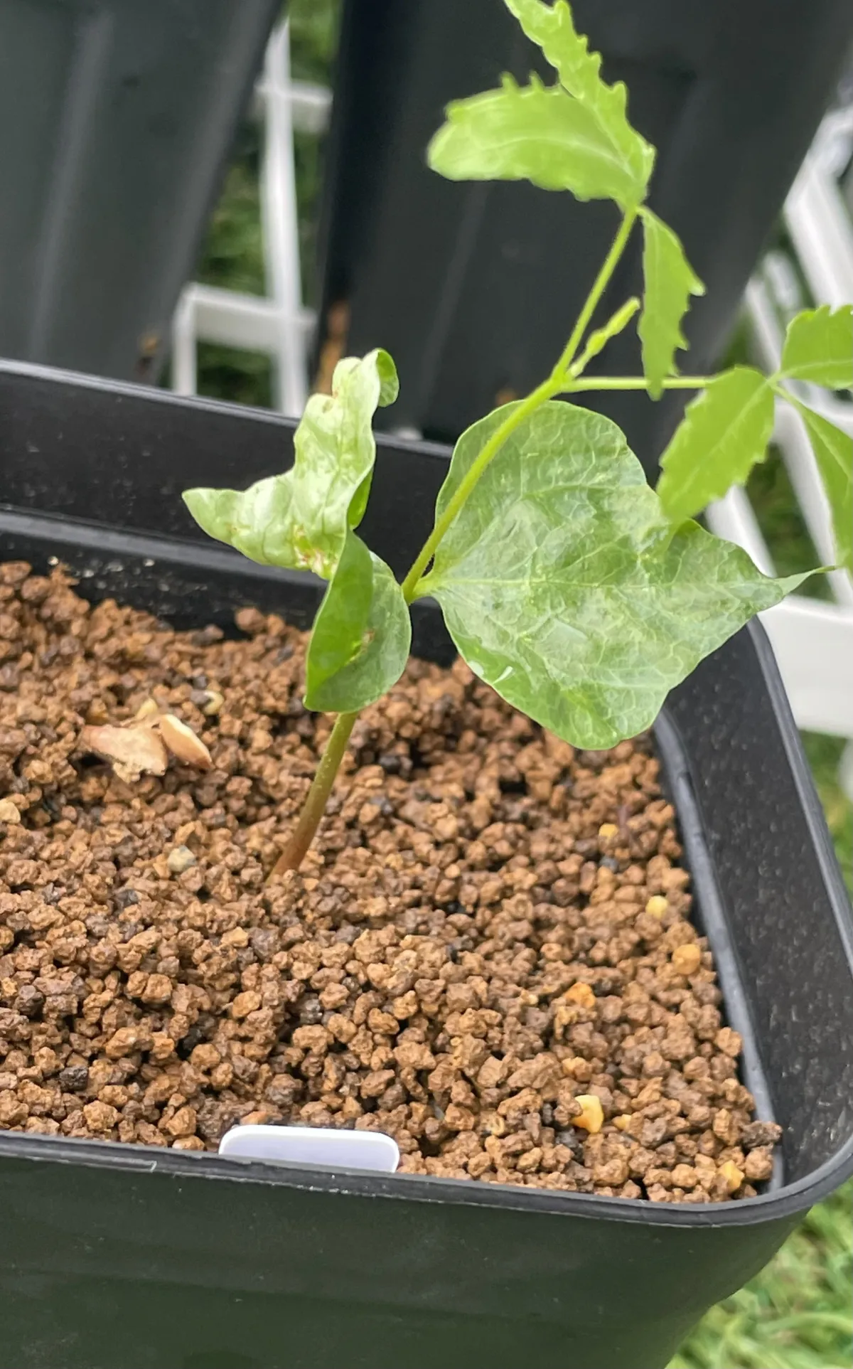 Commiphora hyphaenoides sp. tulear (コミフォラ ヒファエノイデス)