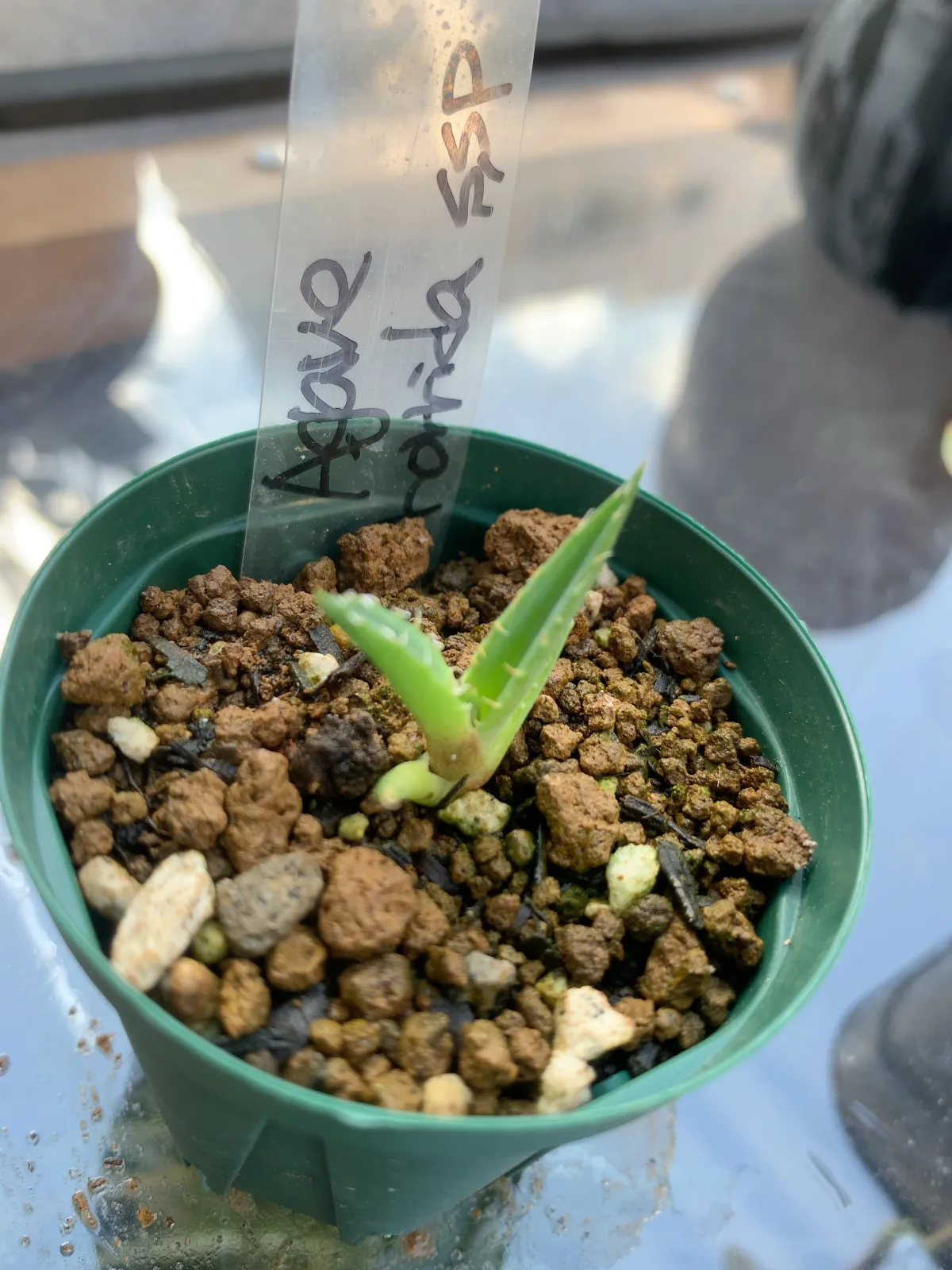 Agave horrida ssp. horrida (アガベ ホリダ)