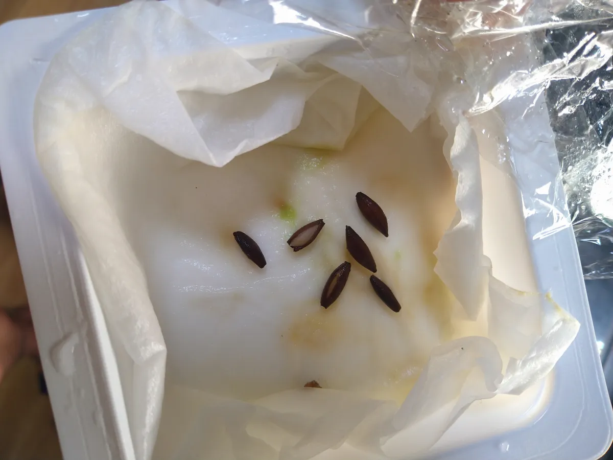 Adenium arabicum 'Godji x ET' (アデニウム ゴッジ x ET)