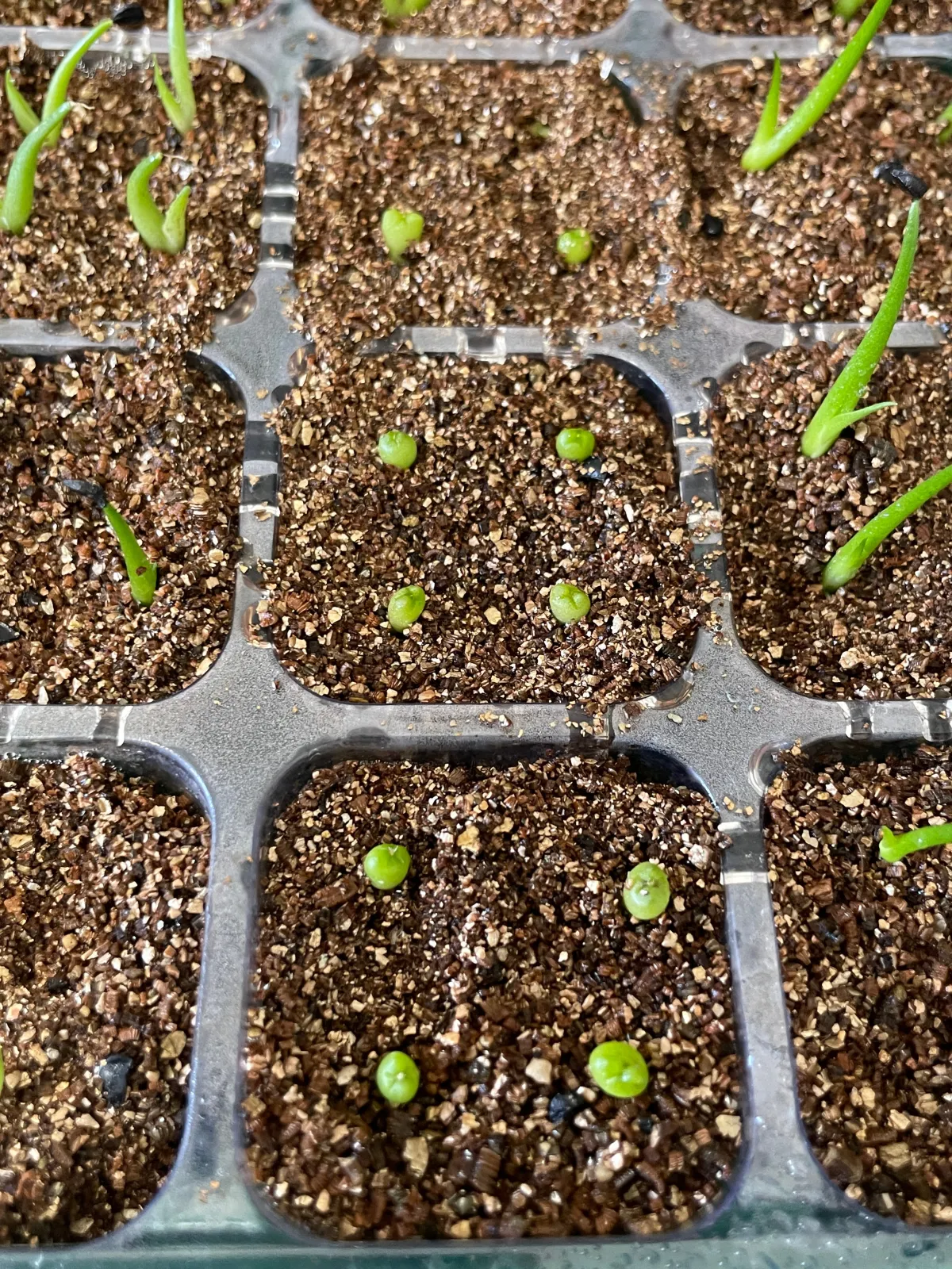 Astrophytum asterias (アストロフィツム ゴンザレス)