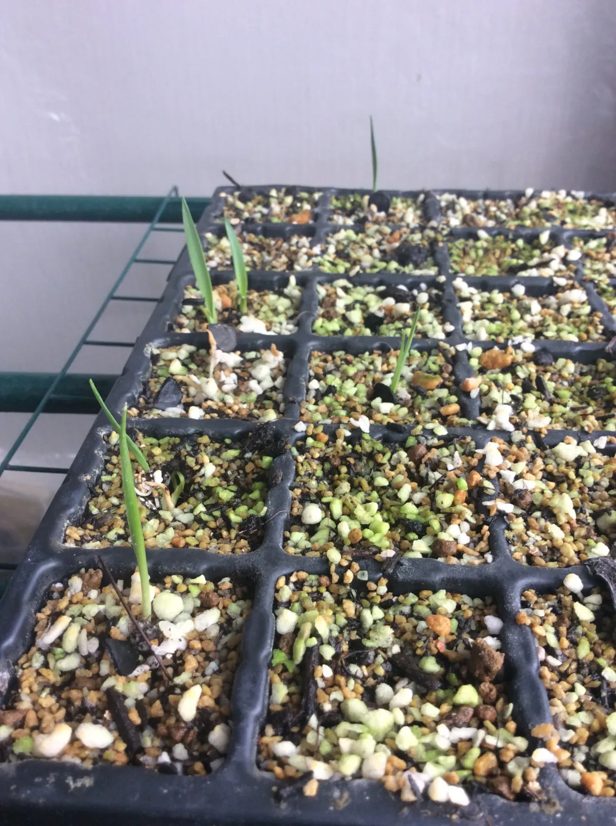 Yucca glauca (ユッカ グラウカ)