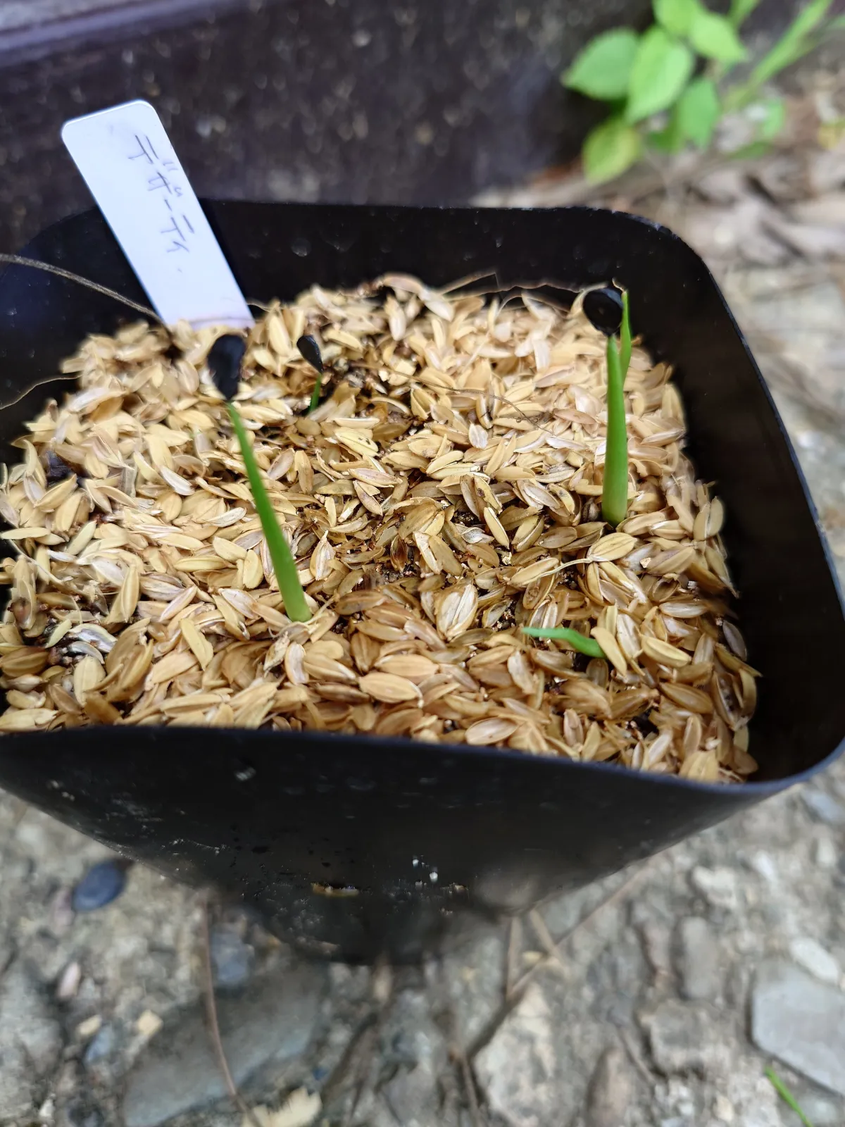 Agave deserti var. deserti (アガベ デザーティ)