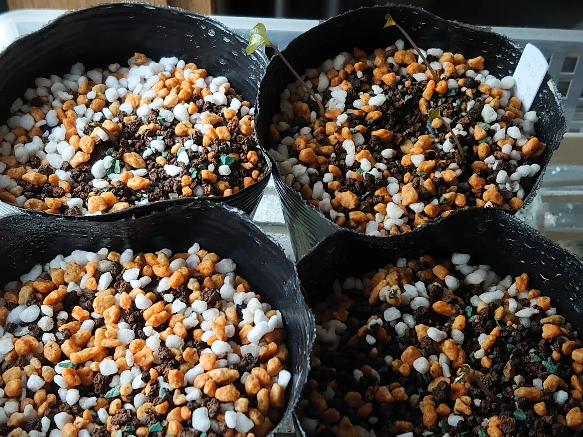 [チャレンジ種子] 亀甲竜 Dioscorea elephantipes ディオスコレア エレファンティペス 未発芽ロット