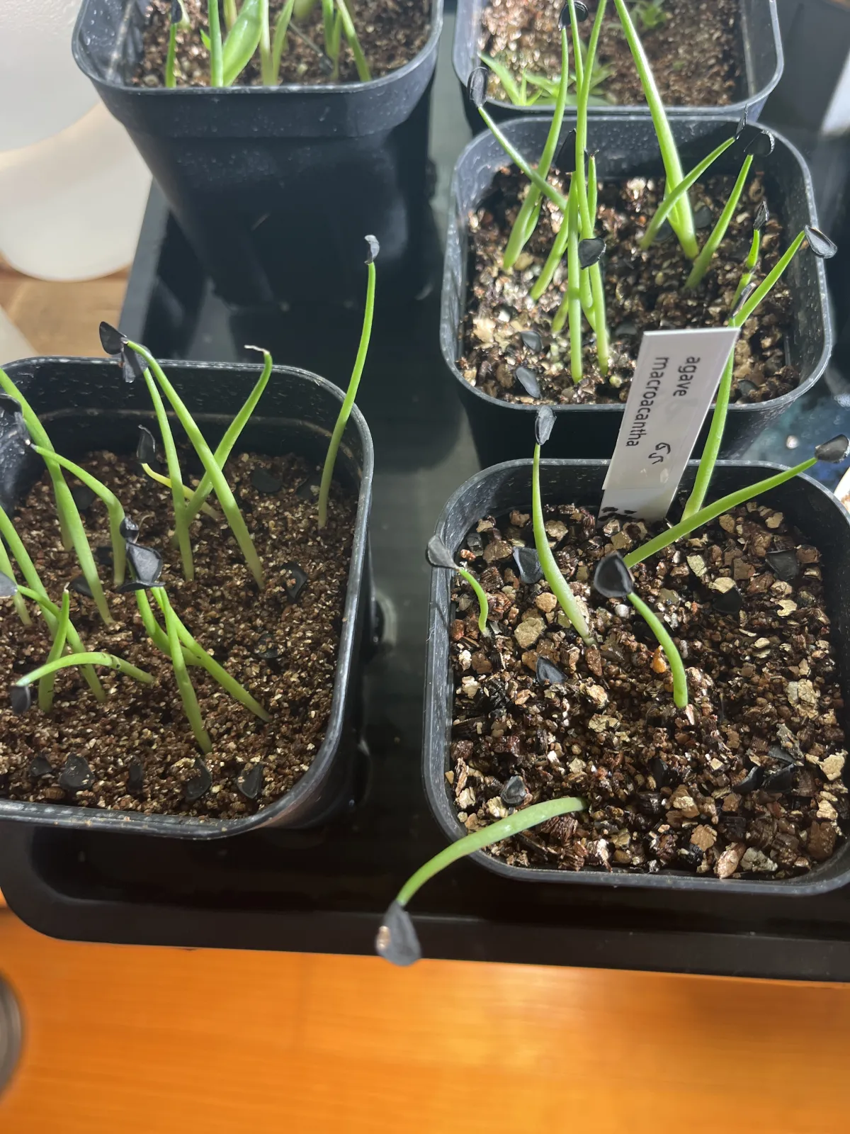 Agave macroacantha (アガベ マクロアカンサ 八荒殿)