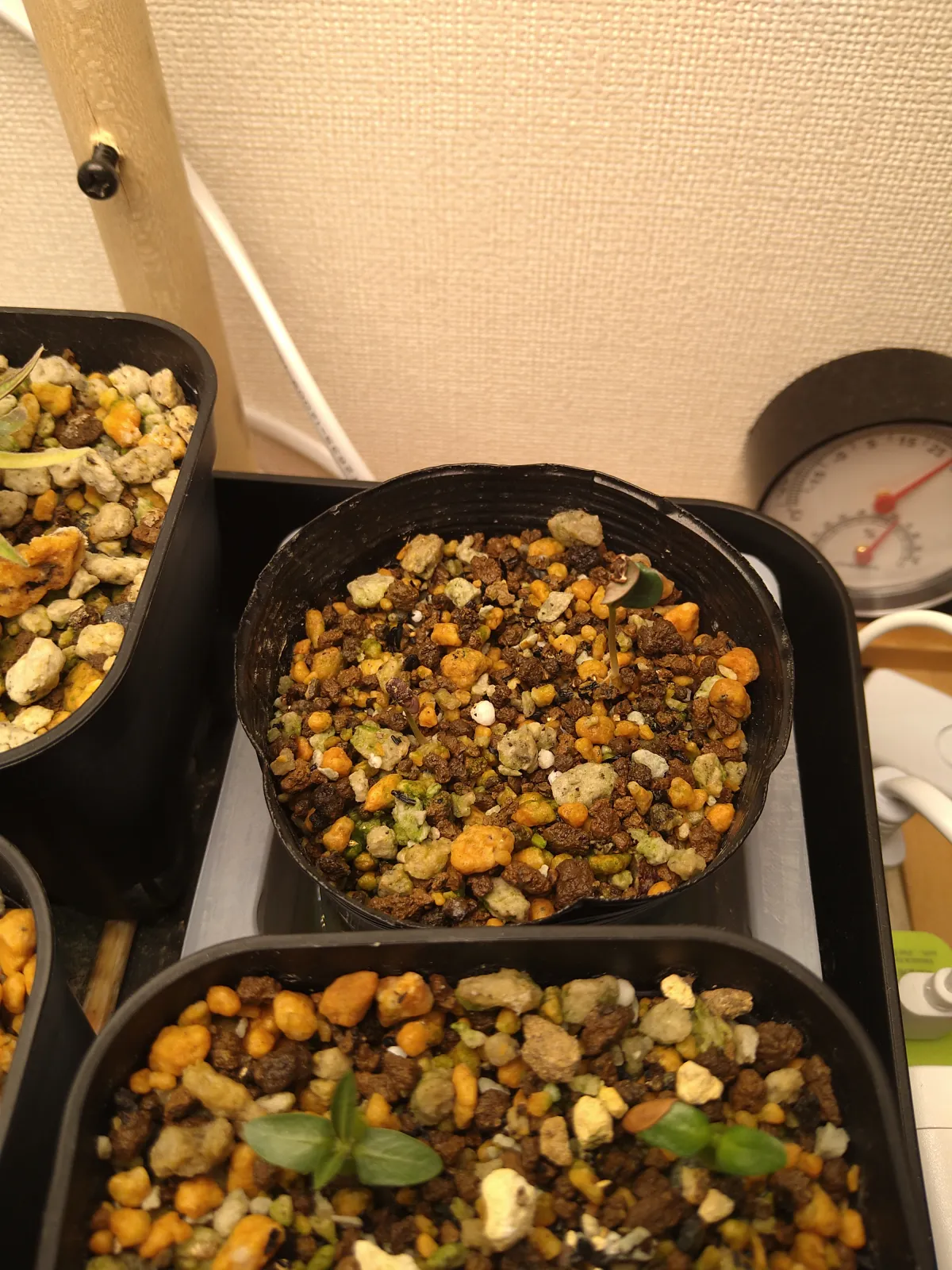 Phyllanthus mirabilis (フィランサス ミラビリス)