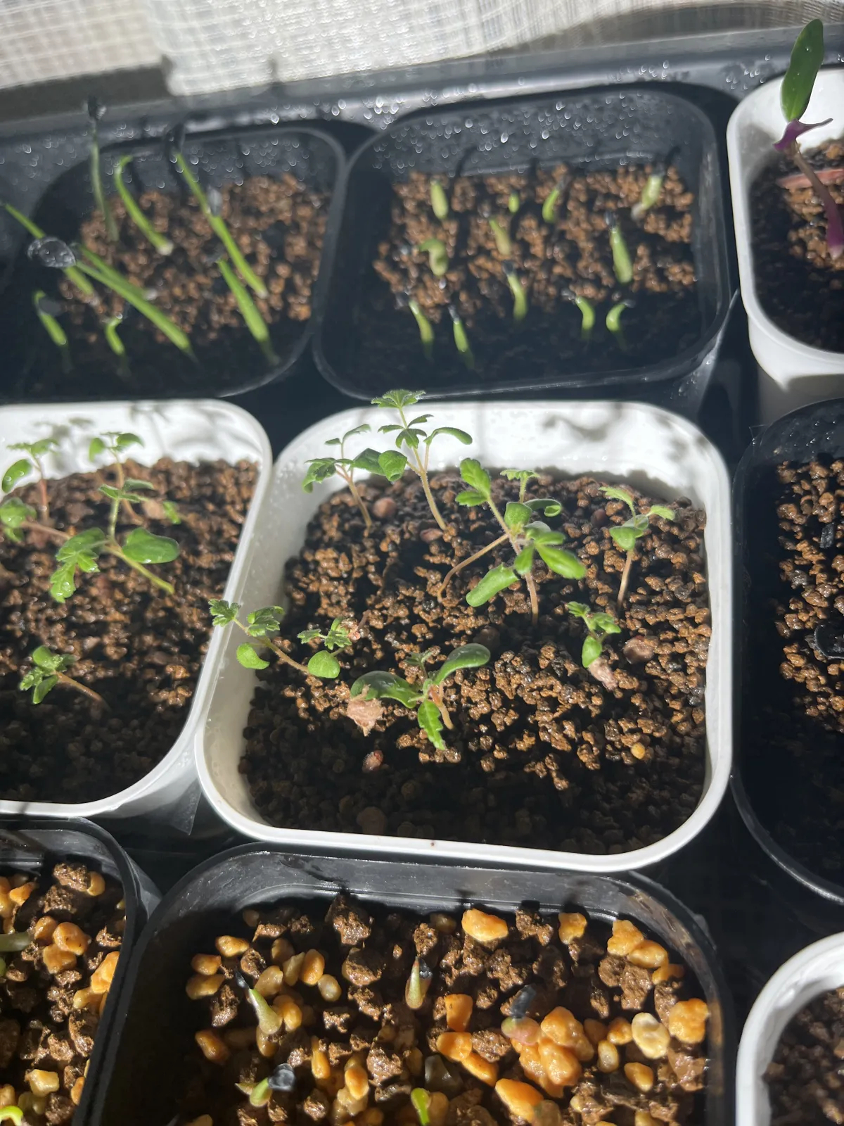 Pachycormus discolor (パキコルムス ディスカラー)