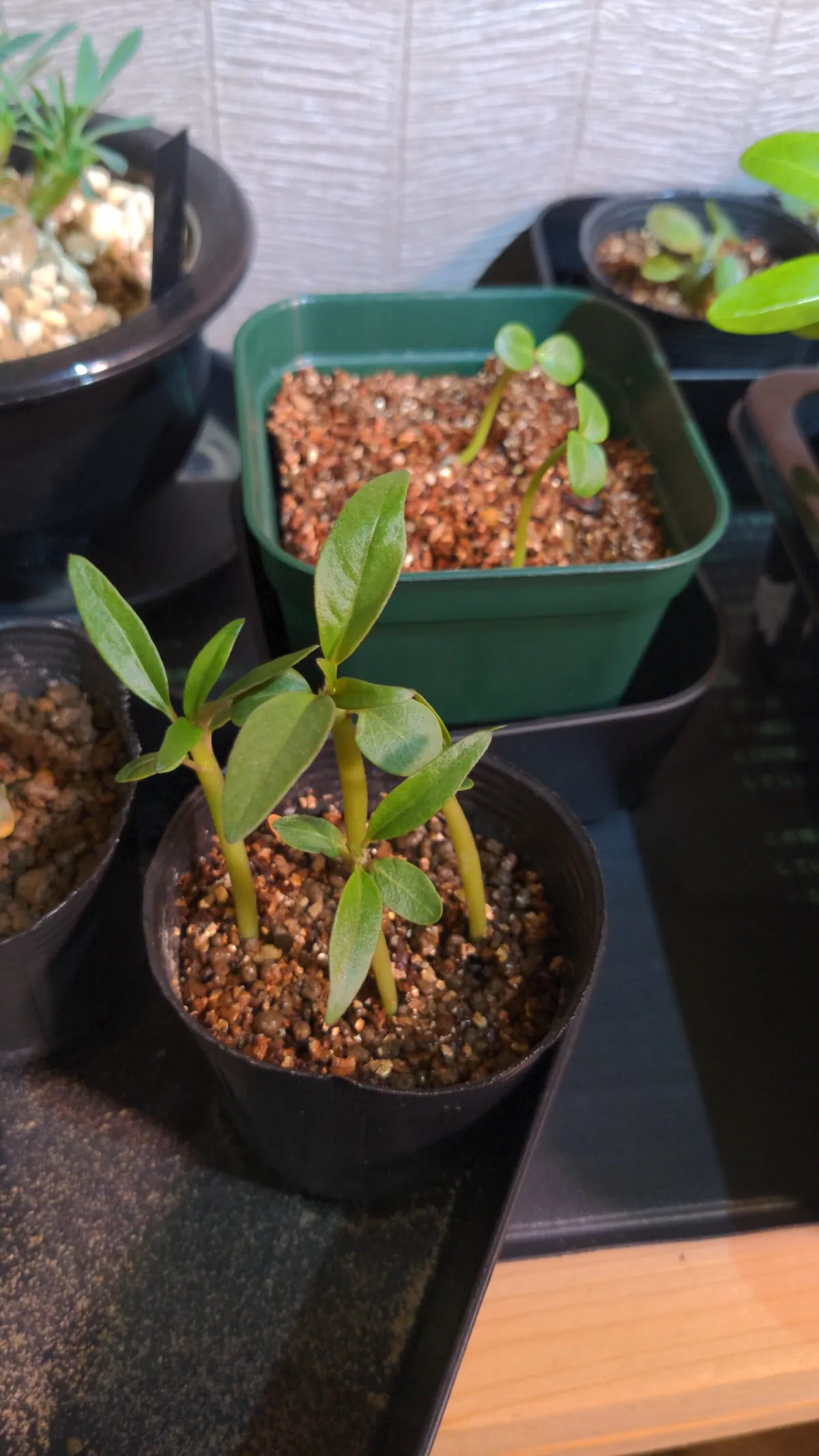 Pachypodium baronii (パキポディウム バロニー)