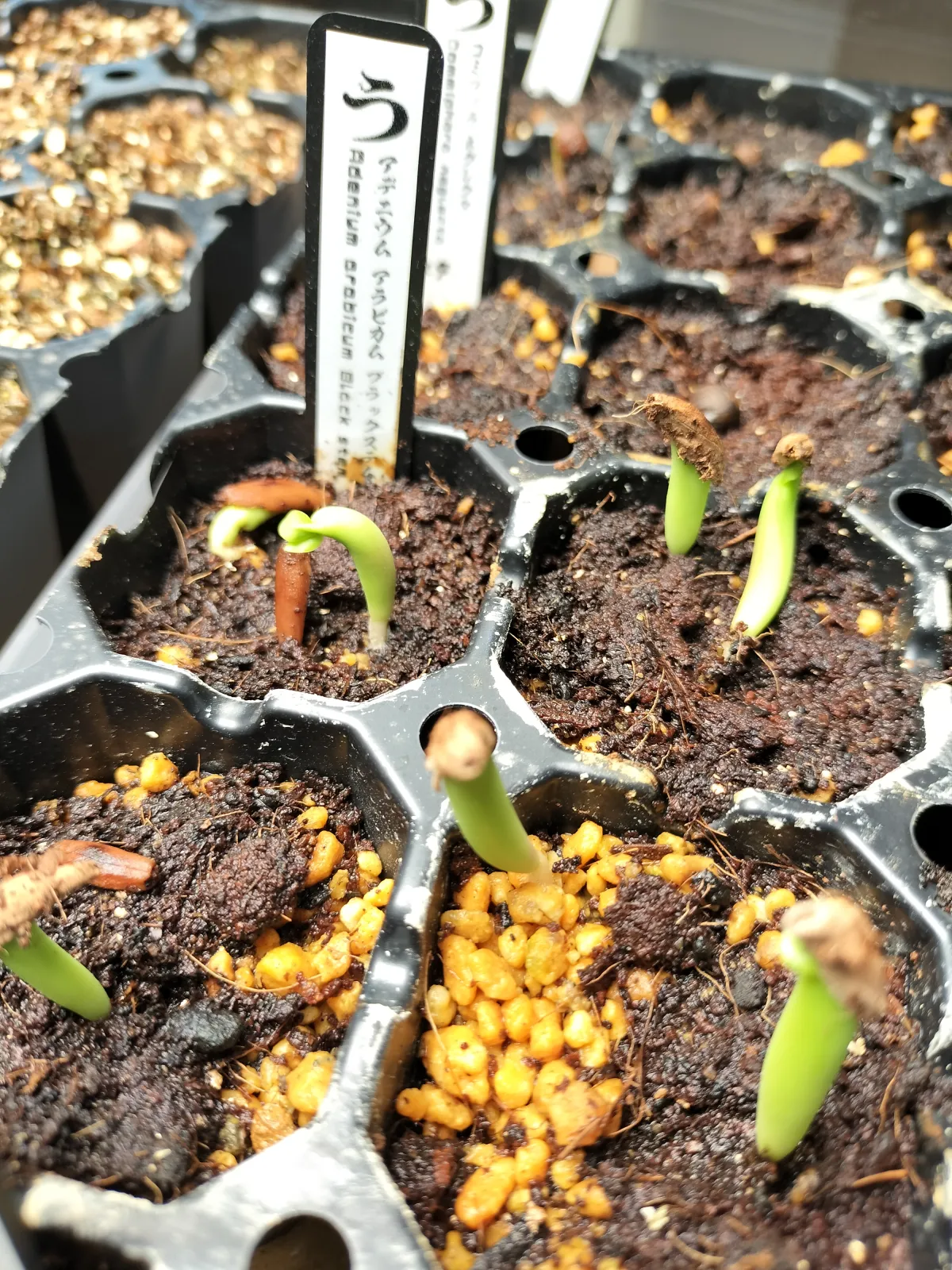 Adenium arabicum Black Stem (アデニウム アラビカム ブラックステム)