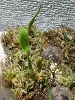 Monstera deliciosa (モンステラ デリシオーサ)