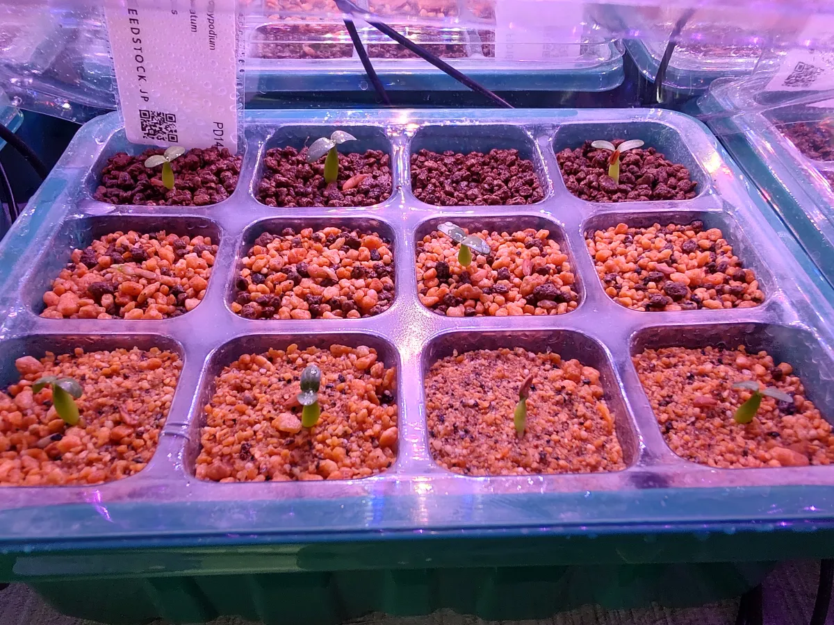 Pachypodium rosulatum (パキポディウム ロスラーツム)