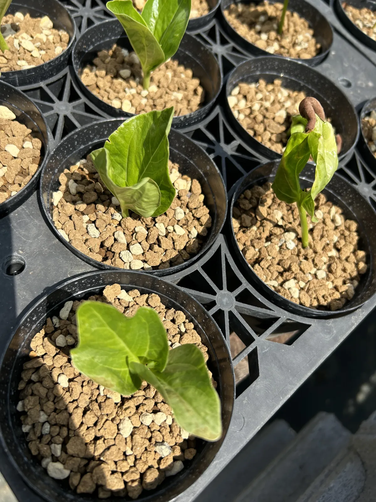 Adansonia digitata (アダンソニア（バオバブ） ディギタータ)