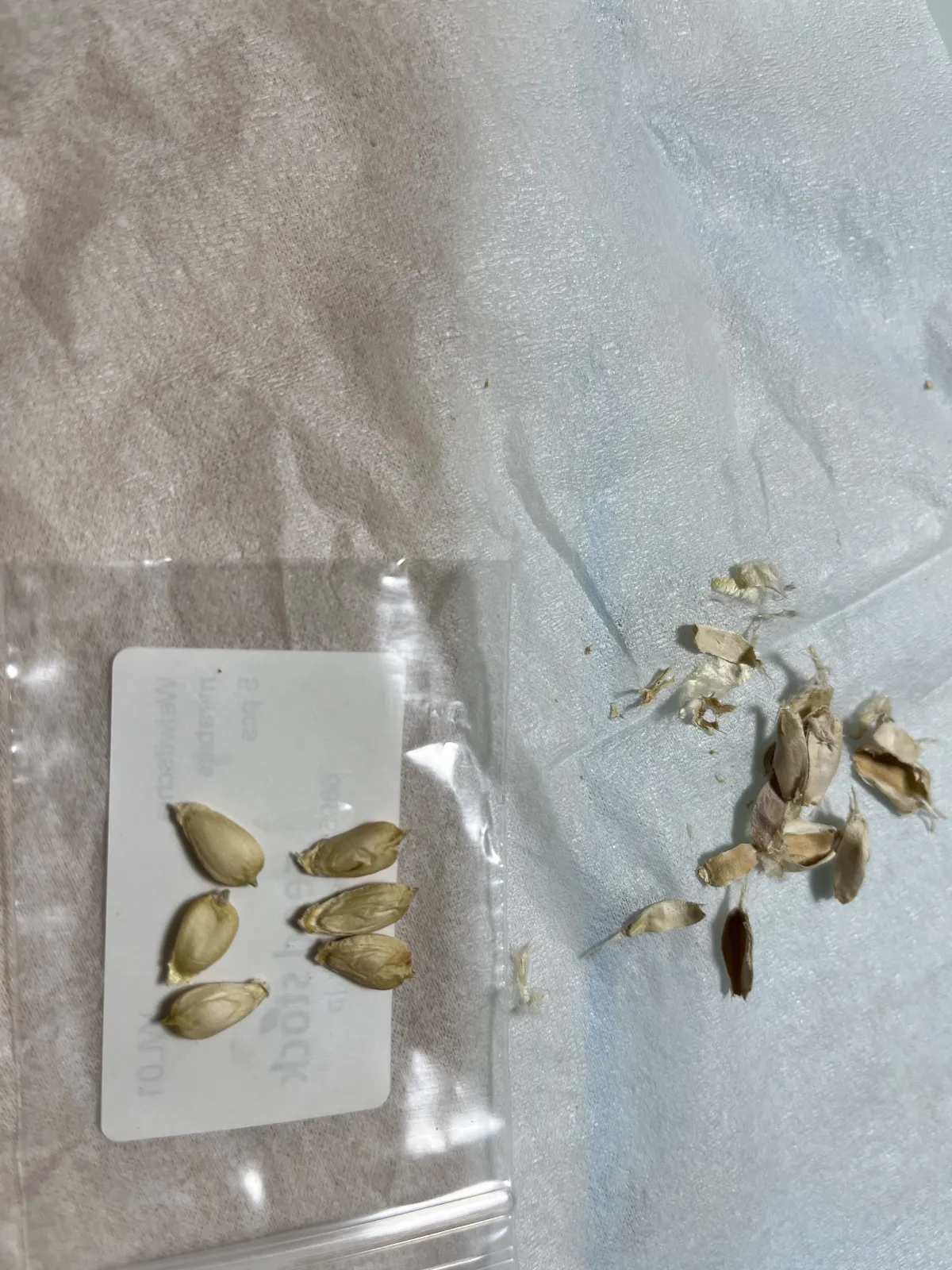 Welwitschia mirabilis (ウェルウィッチア ミラビリス 奇想天外)