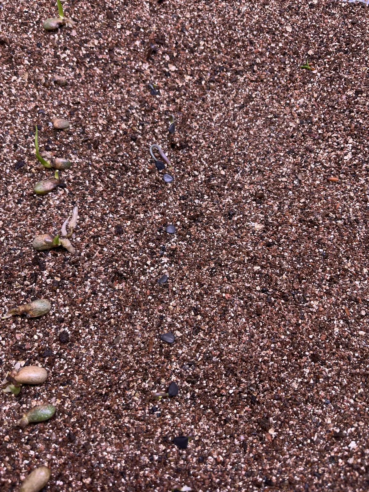 Agave shrevei ssp. magna (アガベ シュリベイマグナ)